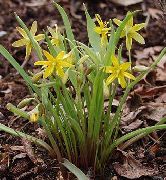 garden flowers yellow Early Star-of-Bethlehem  Gagea  photos, description, cultivation and planting, care and watering