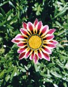 garden flowers claret Treasure Flower Gazania photos, description, cultivation and planting, care and watering