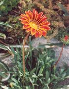 orange  Skatten Blomst (Gazania) bilde