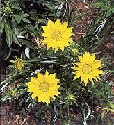 garden flowers yellow Treasure Flower Gazania photos, description, cultivation and planting, care and watering