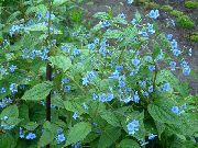 azul claro Flor Azul Stickseed (Hackelia) foto