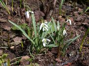 bijela Cvijet Visibaba (Galanthus) foto