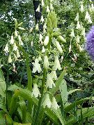 biela Kvetina Berg Ľalie, Letné Hyacint, Pelerína Hyacint (Galtonia) fotografie