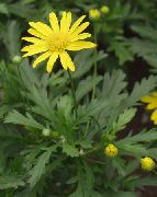 ყვითელი ყვავილების ხარის თვალი, Daisy ბუში, African ბუში-Daisy, Paris Daisy, ოქროს Daisy ბუში (Gamolepis, Euryops chrysanthemoides) ფოტო