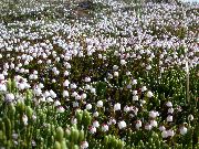 bijela Cvijet Alaska Bellheather (Harrimanella) foto