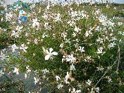 Gaura weiß Blume