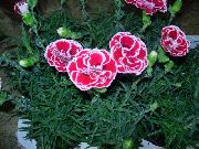 ружовы Кветка Гваздзік Кітайская (Dianthus chinensis) фота