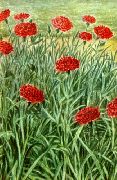 декоративные садовые цветы красные Гвоздика Шабо фото, описание, выращивание и посадка, уход и полив
