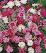 декоративные садовые цветы розовые Гвоздика Шабо фото, описание, выращивание и посадка, уход и полив