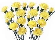 декоративные садовые цветы желтые Гвоздика Шабо фото, описание, выращивание и посадка, уход и полив