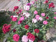 garden flowers pink Sweet William Dianthus barbatus photos, description, cultivation and planting, care and watering