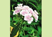 alb Floare Sweet William (Dianthus barbatus) fotografie
