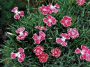 Dianthus Perrenial sarkans Zieds