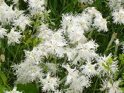 білий Квітка Гвоздика Багаторічна (Dianthus x allwoodii, Dianthus  hybrida, Dianthus  knappii) фото
