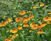 oranžový  Sneezeweed, Helenin Kvetina, Dogtooth Sedmokráska (Helenium autumnale) fotografie