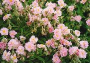 рожевий Квітка Геліантемум (Солнцецвет) (Helianthemum) фото