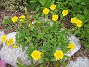 jaune Fleur Ciste (Helianthemum) photo