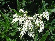 alb Floare Heliotrop, Plante Plăcintă Cu Cireșe (Heliotropium) fotografie