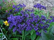albastru Floare Heliotrop, Plante Plăcintă Cu Cireșe (Heliotropium) fotografie