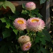 ピンク フラワー わらの花、紙デイジー (Helichrysum bracteatum) フォト