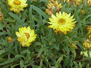 gulur Blóm Strawflowers, Pappír Daisy (Helichrysum bracteatum) mynd