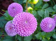 liliac Floare Dalie (Dahlia) fotografie