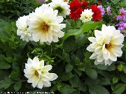 Daalia valkoinen Kukka