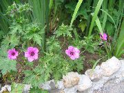 ružový Kvetina Vytrvalý Pelargónie, Divoké Pelargónie (Geranium) fotografie