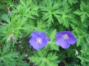 Hardy ნემსიწვერა, ველური Geranium ღია ლურჯი ყვავილების
