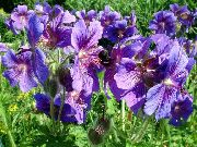 Герань (Журавельнік) фіолетовий Квітка