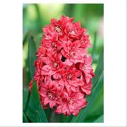 rojo Flor Jacinto Holandés (Hyacinthus) foto