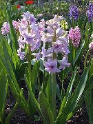 lilac Blóm Dutch Hyacinth (Hyacinthus) mynd