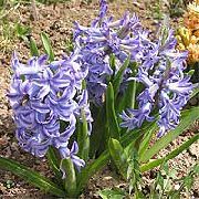 gaiši zils Zieds Dutch Hiacinte (Hyacinthus) foto