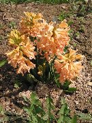 oranžs Zieds Dutch Hiacinte (Hyacinthus) foto