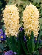 Holandčina Hyacint žltý Kvetina