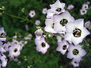 Gilia, Kuşun Gözleri beyaz çiçek