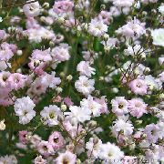 roz Floare Gypsophila (Gypsophila paniculata) fotografie