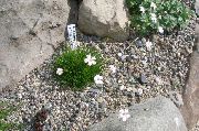 biela Kvetina Gypsophila Bungeana  fotografie