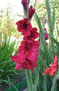 червен Цвете Гладиола (Gladiolus) снимка