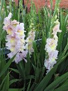 Gladiolus ვარდისფერი ყვავილების