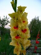 жоўты Кветка Гладыёлус (Шпажнік) (Gladiolus) фота