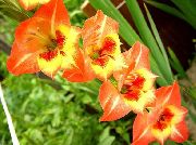 narančasta Cvijet Gladiola (Gladiolus) foto