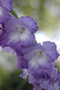 azul claro Flor Gladiolo (Gladiolus) foto