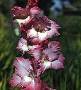 borgonha Flor Gladíolo (Gladiolus) foto