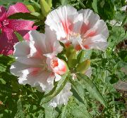 Atlasflower, გამოსამშვიდობებელი-ის გაზაფხულზე, Godetia თეთრი ყვავილების
