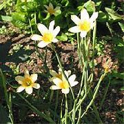 Cape Tulipa amarelo Flor