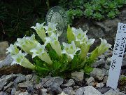 biela Kvetina Horca, Tolitovitý (Gentiana) fotografie