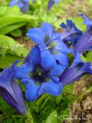 blå Blomst Gentian, Vier Gentian (Gentiana) bilde