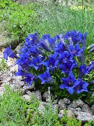 zils Zieds Genciāna, Vītolu Genciāna (Gentiana) foto