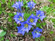 ღია ლურჯი ყვავილების ნაღველას, ტირიფის Gentian (Gentiana) ფოტო
